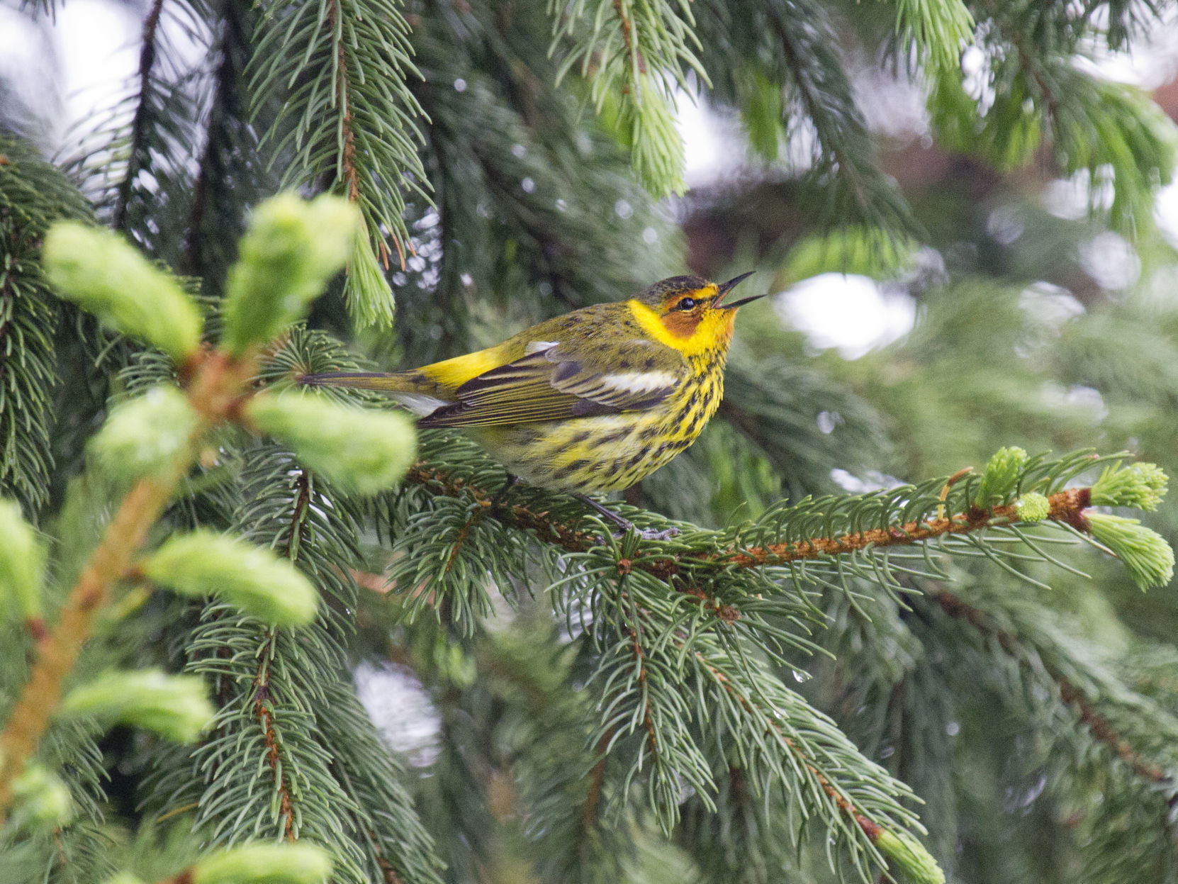 Cape May Warbler